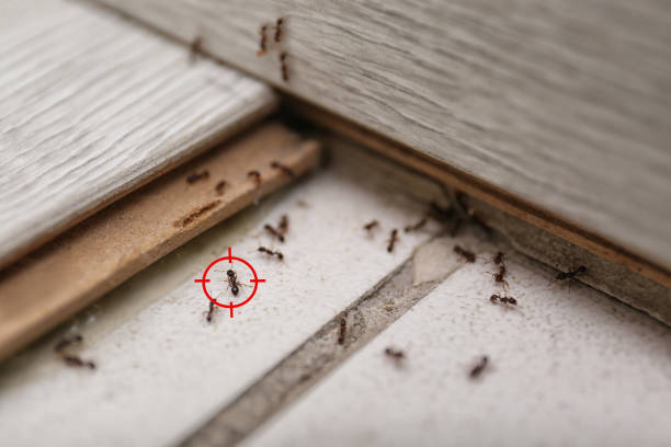 Best Termite Control Services  in Goleta, CA