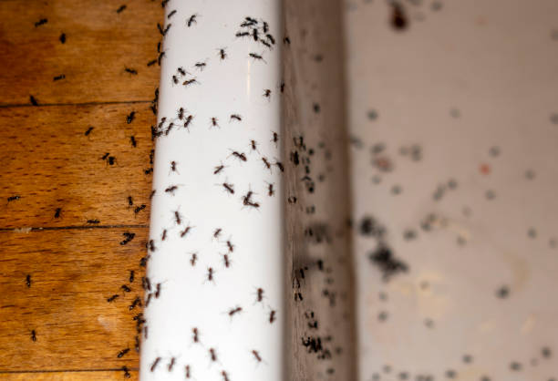 Best Affordable Pest Control Services  in Goleta, CA